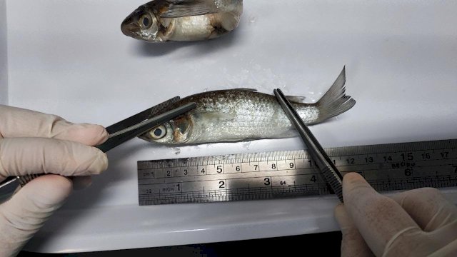 Hasil Uji Lab, Ikan Mati Di Laut Hijau Selayar, Aman Dikomsumsi