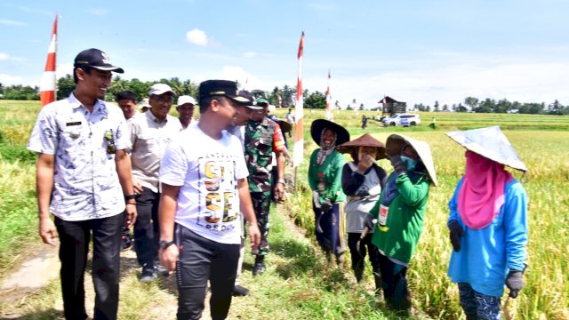 Gubernur Sulsel Andi Sudirman survey dan lakukan panen padi melalui benih program Mandiri Benih bersama petani dan masyarakat di Desa Palaka Kec Kahu Kab Bone.