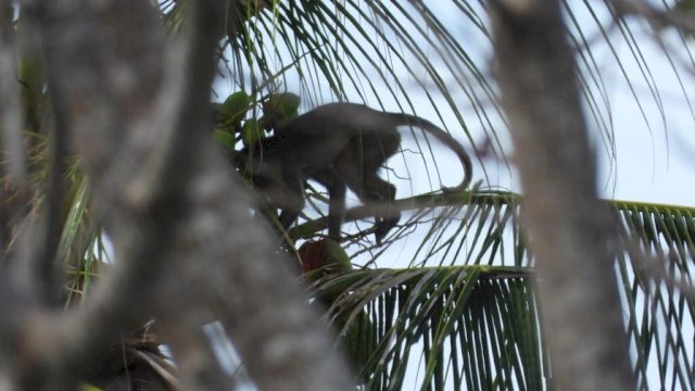 Kepala Desa Di Pulau Bonerate Kepulauan Selayar Kembali Suarakan Keluhan Masyarakat Atas Hama Monyet Ekor Panjang