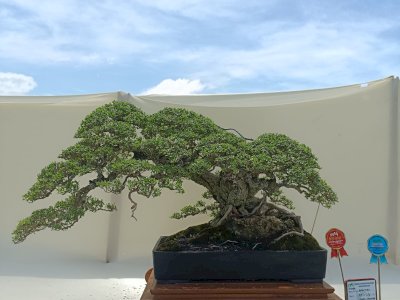PPBI Kepulauan Selayar Buktikan Kualitas di Pameran Bonsai Nasional Sinjai