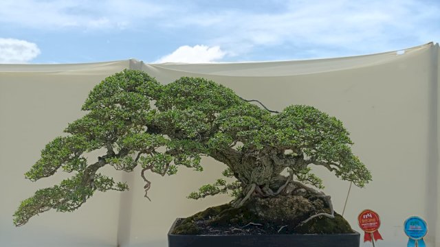 PPBI Kepulauan Selayar Buktikan Kualitas di Pameran Bonsai Nasional Sinjai