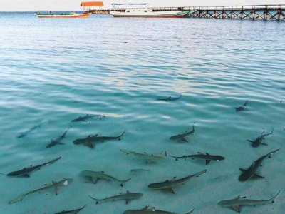 Pengawasan dinilai Longgar Penyebab Taman Nasional Takabonerate Hancur
