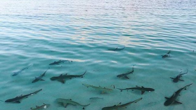Pengawasan dinilai Longgar Penyebab Taman Nasional Takabonerate Hancur