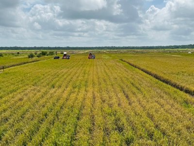 Produksi Beras 2025 Dipastikan Aman, Masyarakat Tidak Perlu Khawatir Isu Defisit