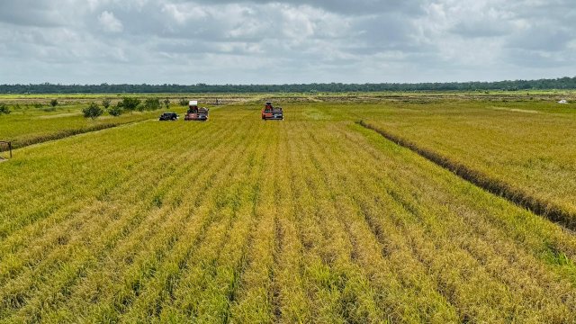 Produksi Beras 2025 Dipastikan Aman, Masyarakat Tidak Perlu Khawatir Isu Defisit