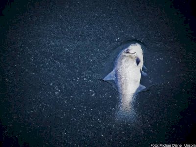 Maraknya Pembiusan Ikan di Takabonerate Jelang Imlek, Ekosistem Laut Terancam