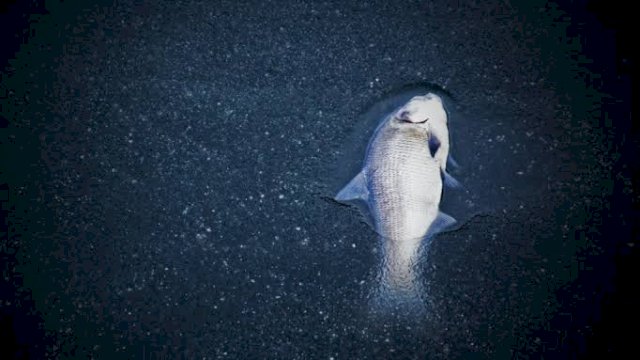 Maraknya Pembiusan Ikan di Takabonerate Jelang Imlek, Ekosistem Laut Terancam