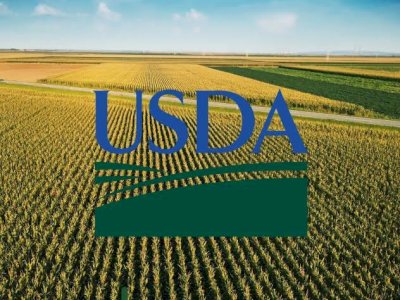 Lembaga Amerika Serikat Akui Lompatan Produksi Beras Indonesia, Thailand Kecewa