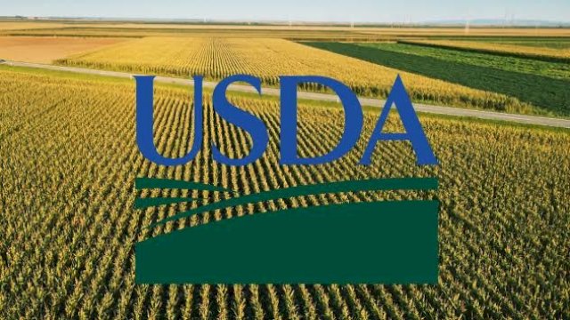 Lembaga Amerika Serikat Akui Lompatan Produksi Beras Indonesia, Thailand Kecewa