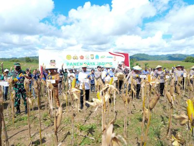 Mentan Tetapkan Harga Dan Siapkan Anggaran, Pekarangan Pun Bisa Penuh Dengan Jagung