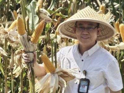 Bantul Dukung Program Swasembada Pangan Nasional Lewat Berbagai Inisiatif Pertanian