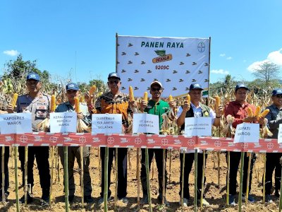 Panen Raya Jagung di Maros Jadi Momentum Penguatan Swasembada dan Ketahanan Pangan Nasional