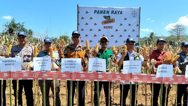 Panen Raya Jagung di Maros Jadi Momentum Penguatan Swasembada dan Ketahanan Pangan Nasional
