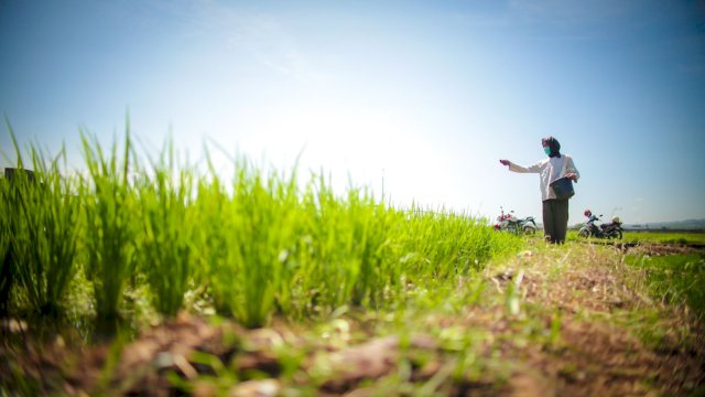 RAPBN 2026: Pemerintah Gelontorkan Rp164,4 Triliun untuk Perkuat Ketahanan Pangan Nasional