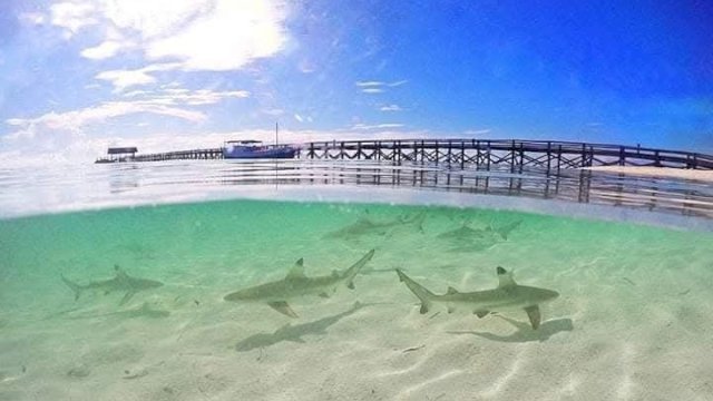 Pengurusan PKS Lamban, Diduga Ada Main Mata Dengan Pengusaha?