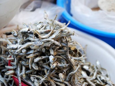 Dari Selayar untuk Indonesia: Ikan Teri dan Cumi Kering Jadi Solusi Gizi dan Ekonomi Lokal