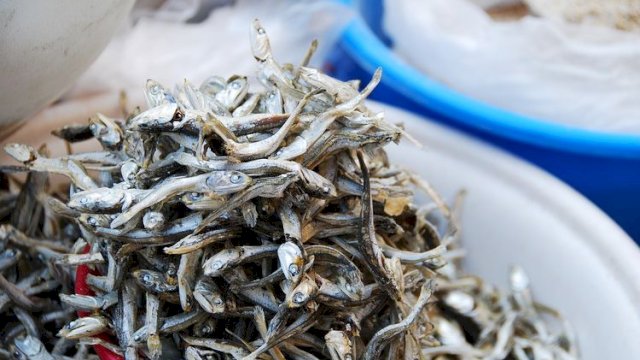 Dari Selayar untuk Indonesia: Ikan Teri dan Cumi Kering Jadi Solusi Gizi dan Ekonomi Lokal