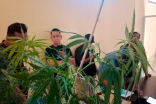 Terbongkar! Ladang Ganja di Bulukumba Ternyata Disamarkan Lewat Instagram