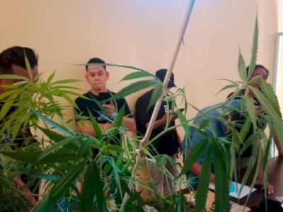 Terbongkar! Ladang Ganja di Bulukumba Ternyata Disamarkan Lewat Instagram
