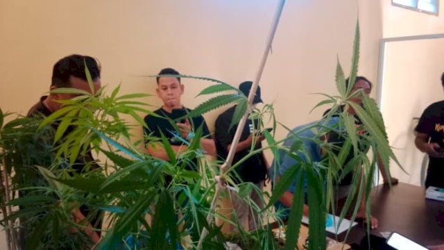 Terbongkar! Ladang Ganja di Bulukumba Ternyata Disamarkan Lewat Instagram