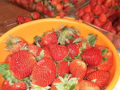 Segar Baru Panen! Strawberry Kini Hadir Setiap Jumat di Selayar