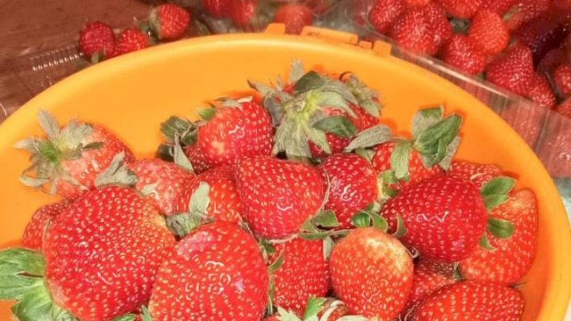 Segar Baru Panen! Strawberry Kini Hadir Setiap Jumat di Selayar