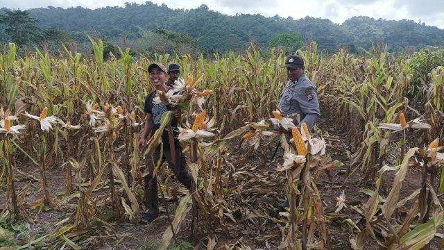 Wujud Polisi Penggerak Ketahanan Pangan, Bhabinkamtibmas Teluk Kampe Apresiasi Panen Perdana Bumdes