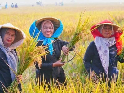 FAO Akui Keunggulan Pangan Nasional: Stok Beras Melimpah, Indonesia Tak Lagi Impor dan Siap Ekspor